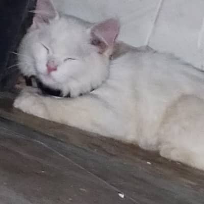 Persian cat
