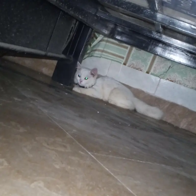 Persian cat — photo 2