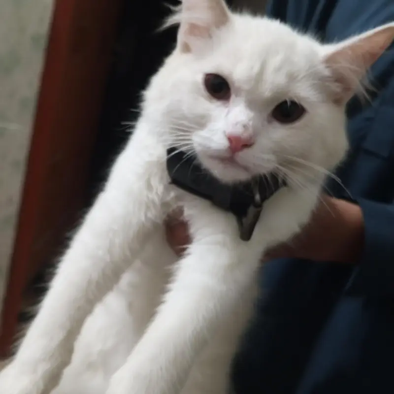 Persian cat — photo 3