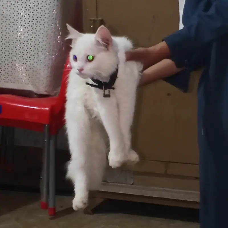 Persian cat — photo 4