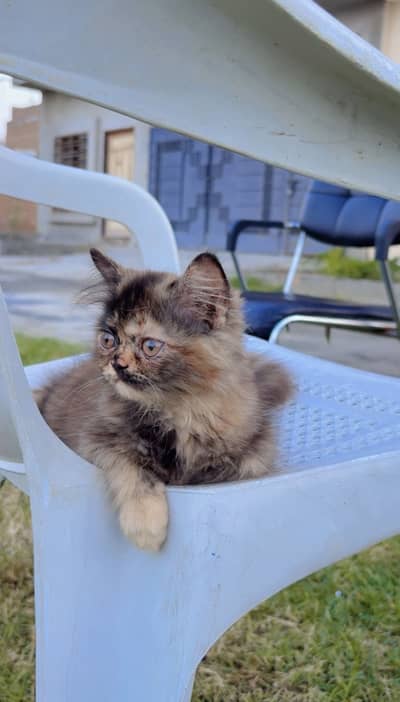 Baby Kittens and Mother Cat looking for Good Family