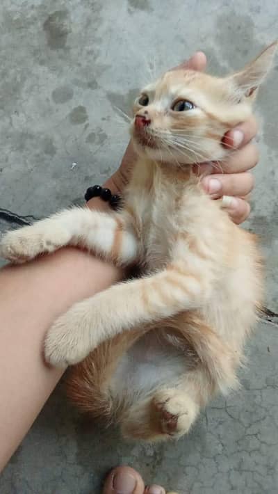 Persian cat