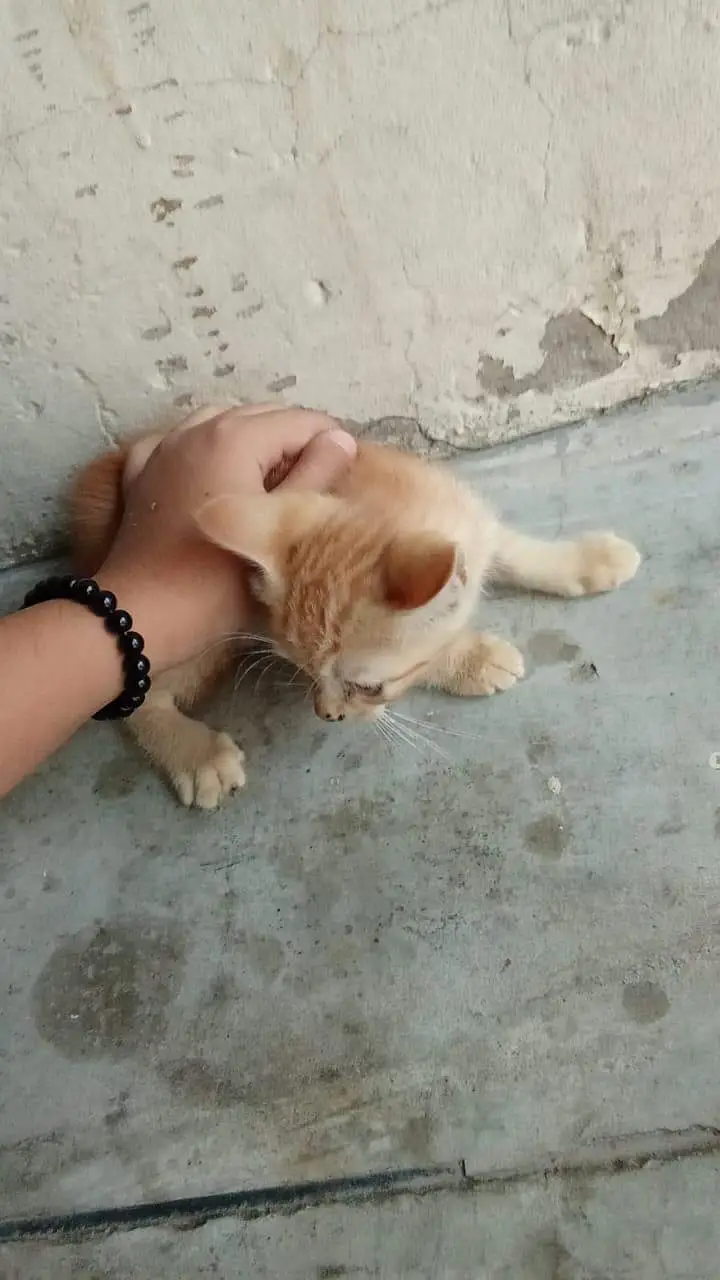 Persian cat — photo 2