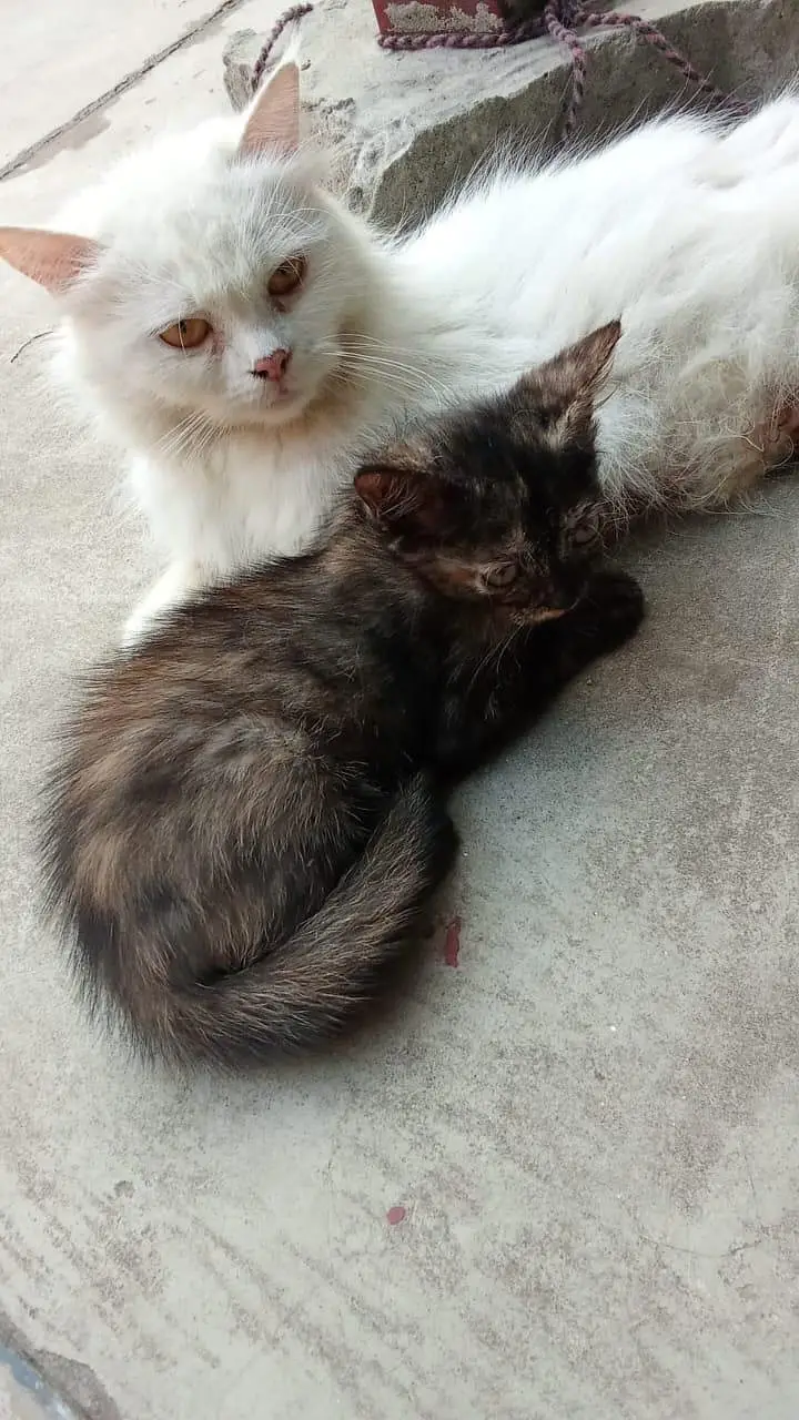 Persian cat — photo 3