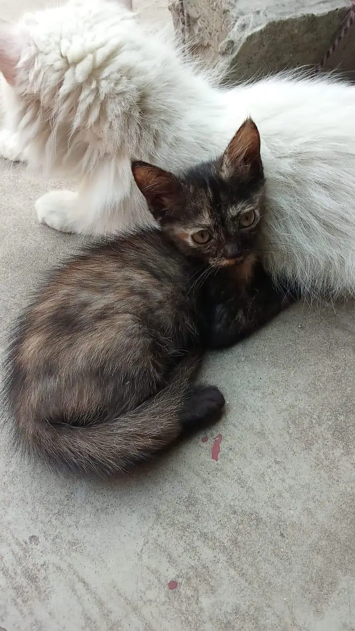 Persian cat — photo 4