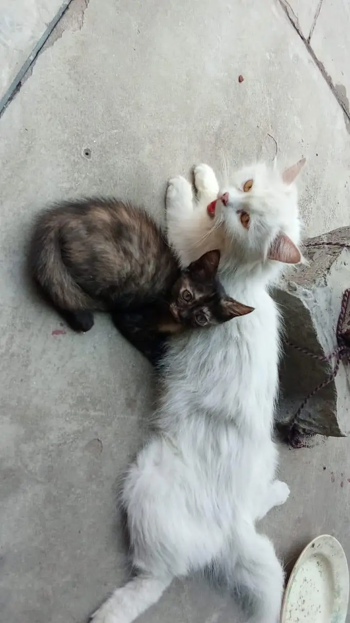 Persian cat — photo 5