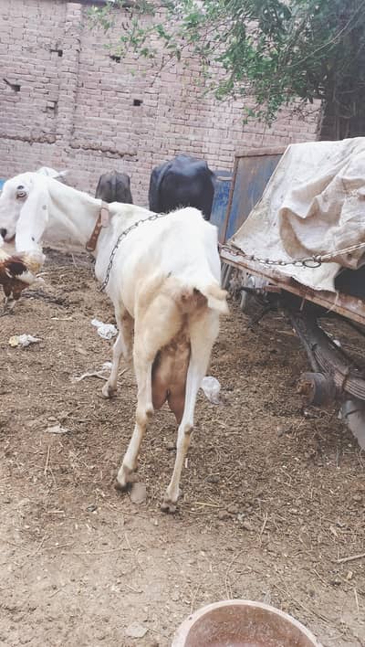 ایک بکری دو ساتھ میں میل بچے ماشاءاللہ بہت کوالٹی والے