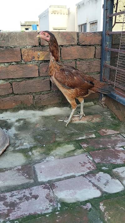 burmi thai female