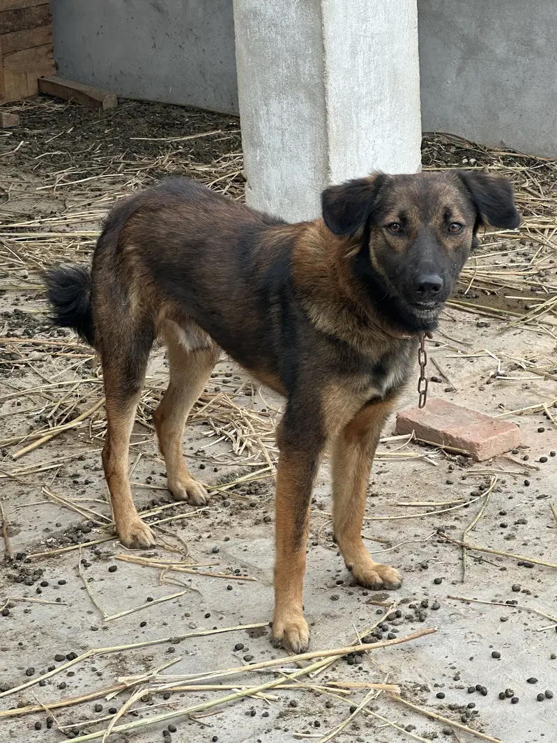 Frendly dog — photo 2