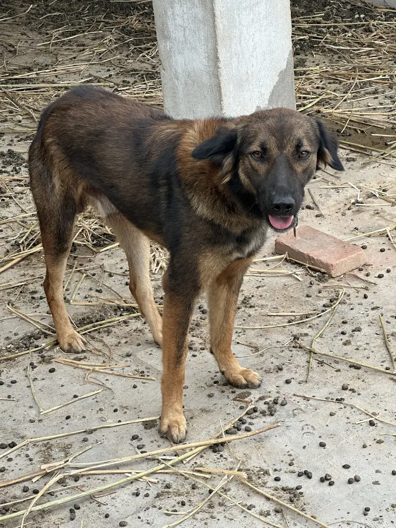 Frendly dog — photo 3