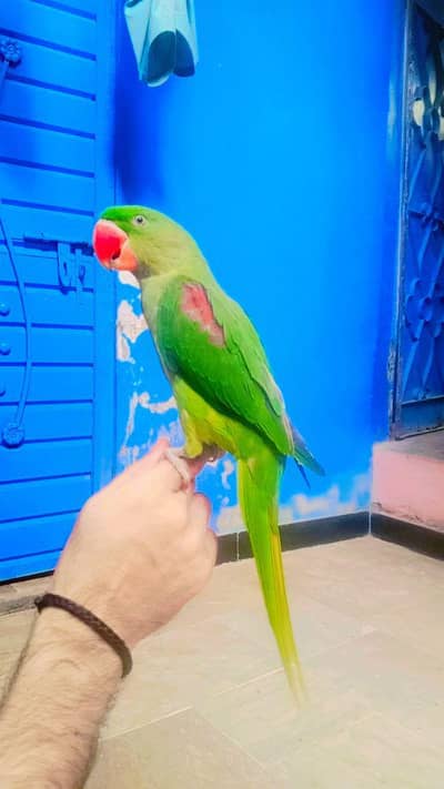 KASHMIRI RAW PARROT, HANDTAM+TOKING