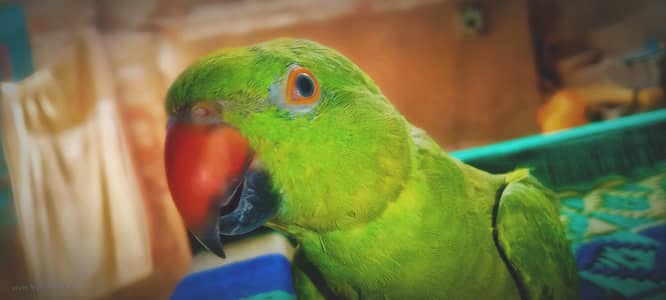 parrot