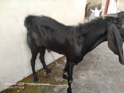 Bakra for sale
