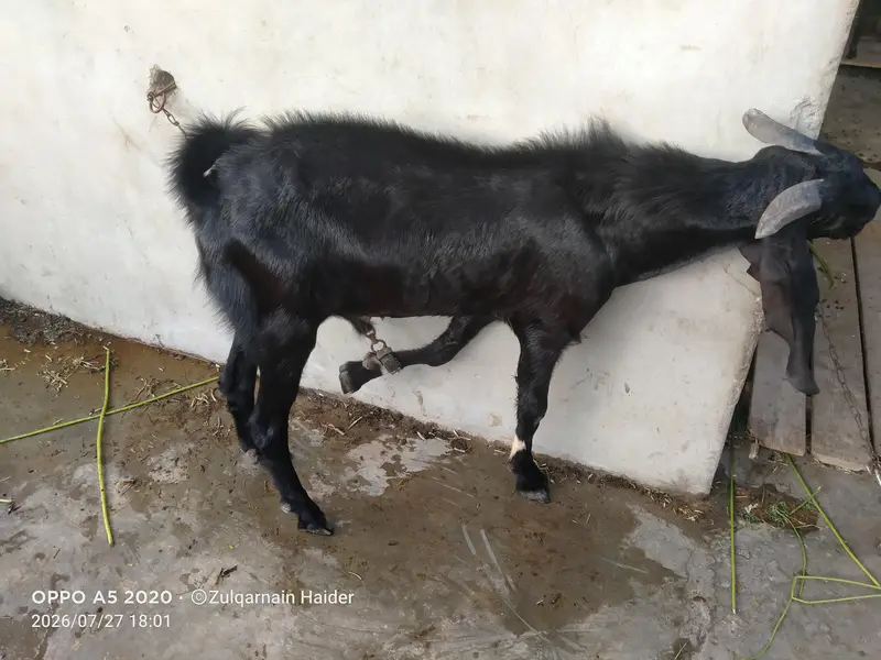 Bakra for sale — photo 2