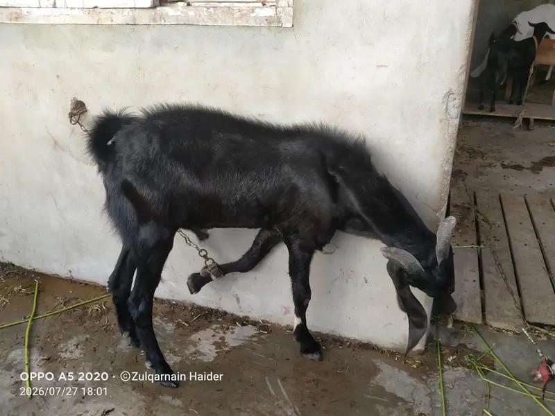 Bakra for sale — photo 3