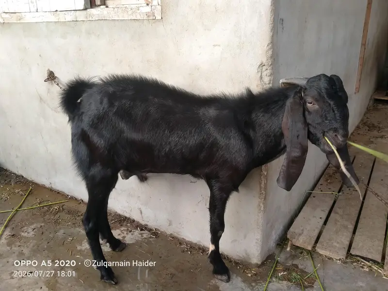 Bakra for sale — photo 4