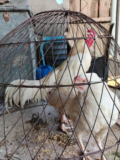 paper white heera aseel pair and chicks for sale