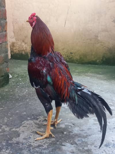 Mianwali Aseel Chicks