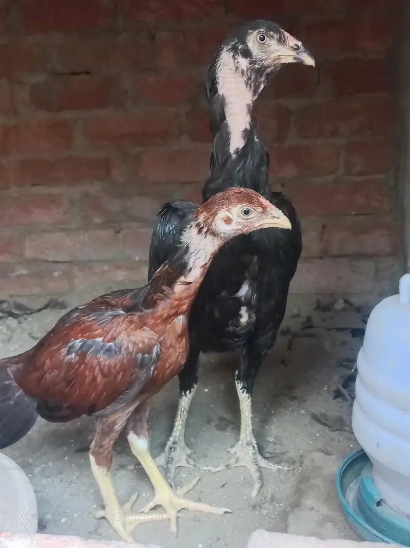 Mianwali Aseel Chicks — photo 2