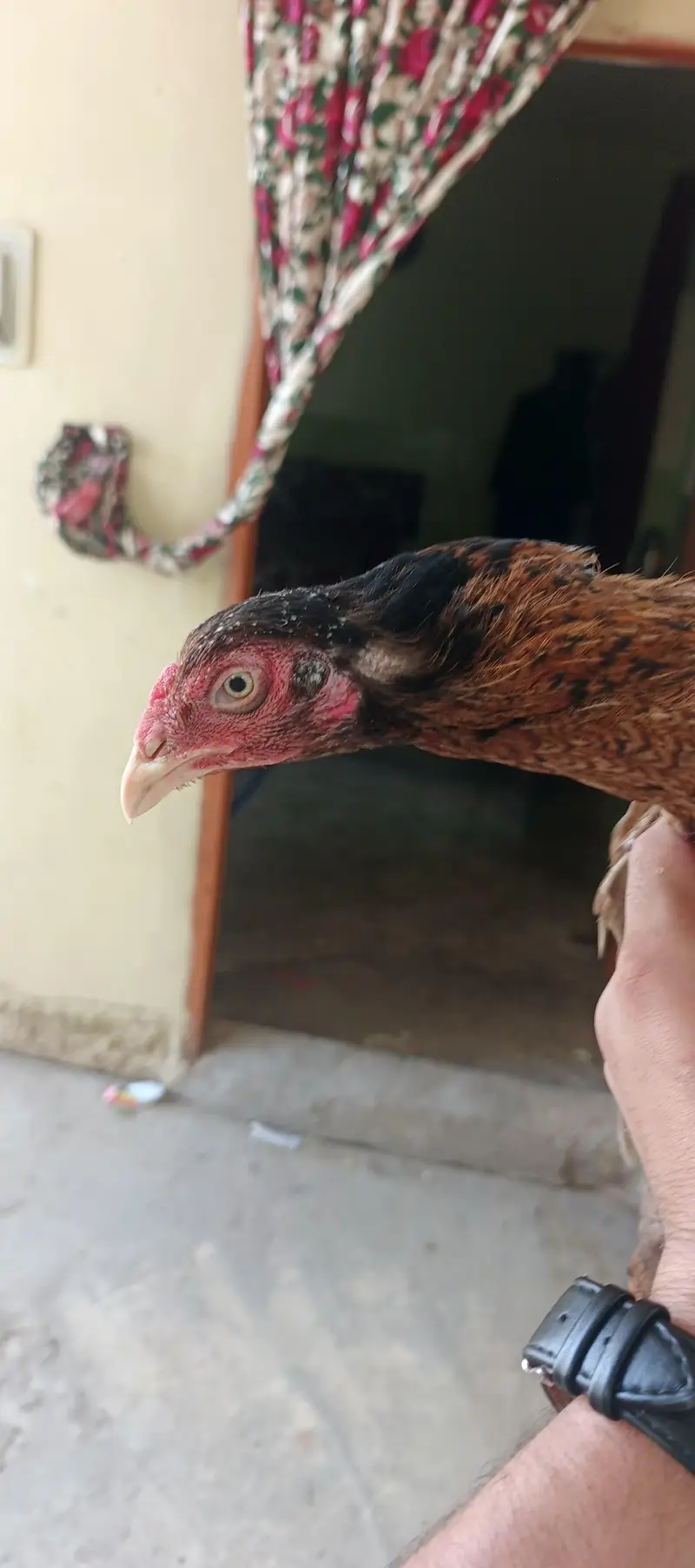 aseel madI — photo 2
