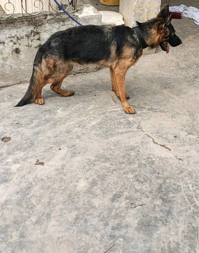 pure breed German Shepard