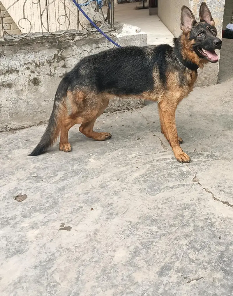 pure breed German Shepard — photo 2