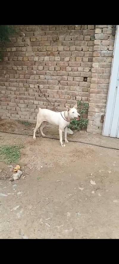 lapa gultair female high quality number 0301 2740 806