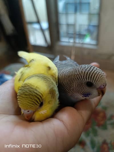 Australian parrots home breed breeder pair