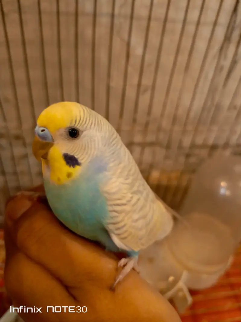 Australian parrots home breed breeder pair — photo 2