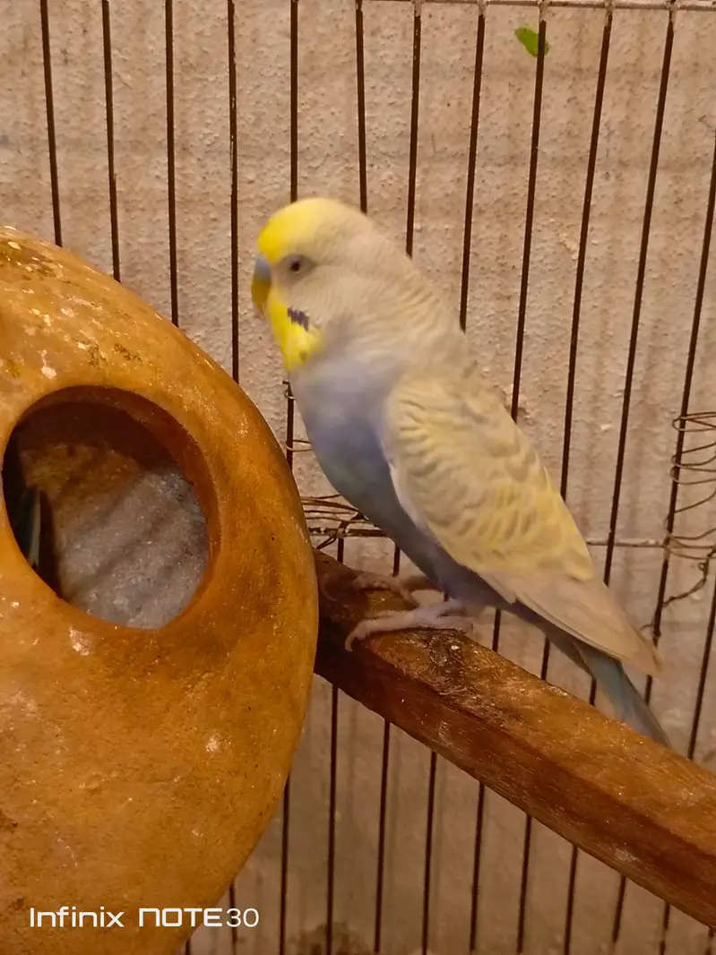 Australian parrots home breed breeder pair — photo 3