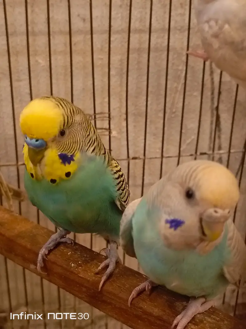 Australian parrots home breed breeder pair — photo 4