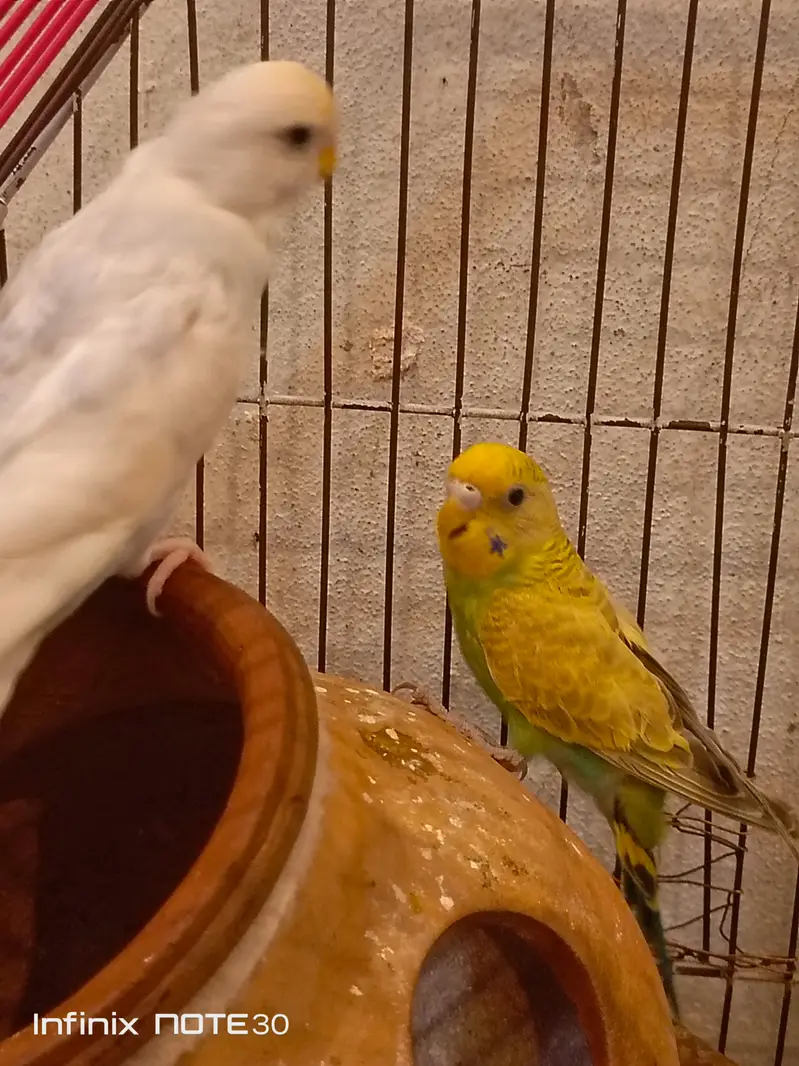 Australian parrots home breed breeder pair — photo 5