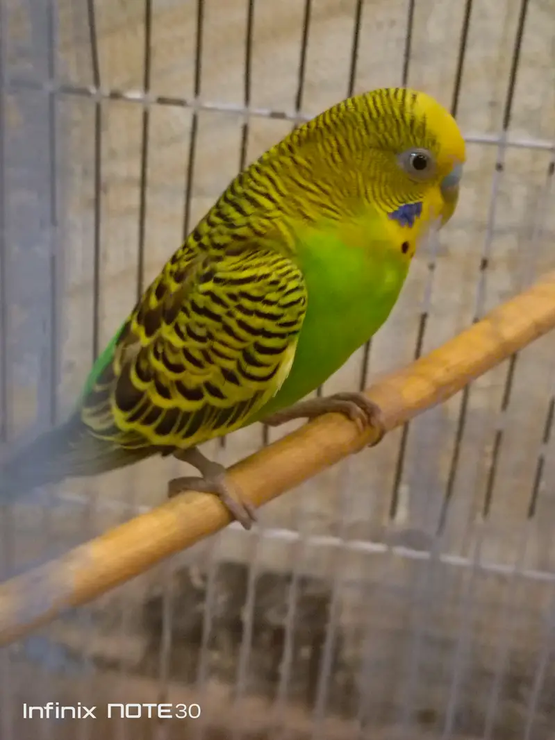 Australian parrots home breed breeder pair — photo 6