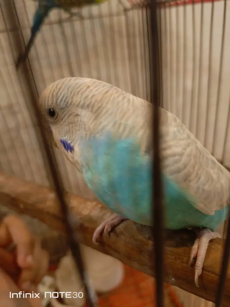 Australian parrots home breed breeder pair — photo 7