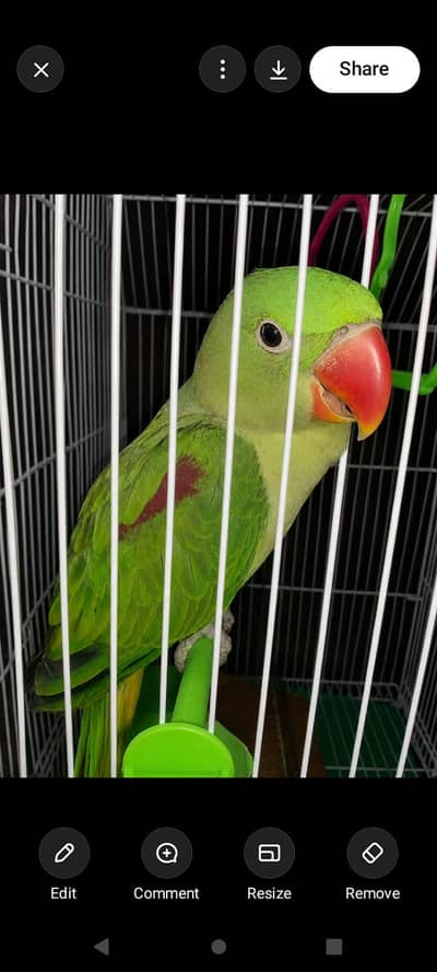 Alexandrine Parrot for Sale