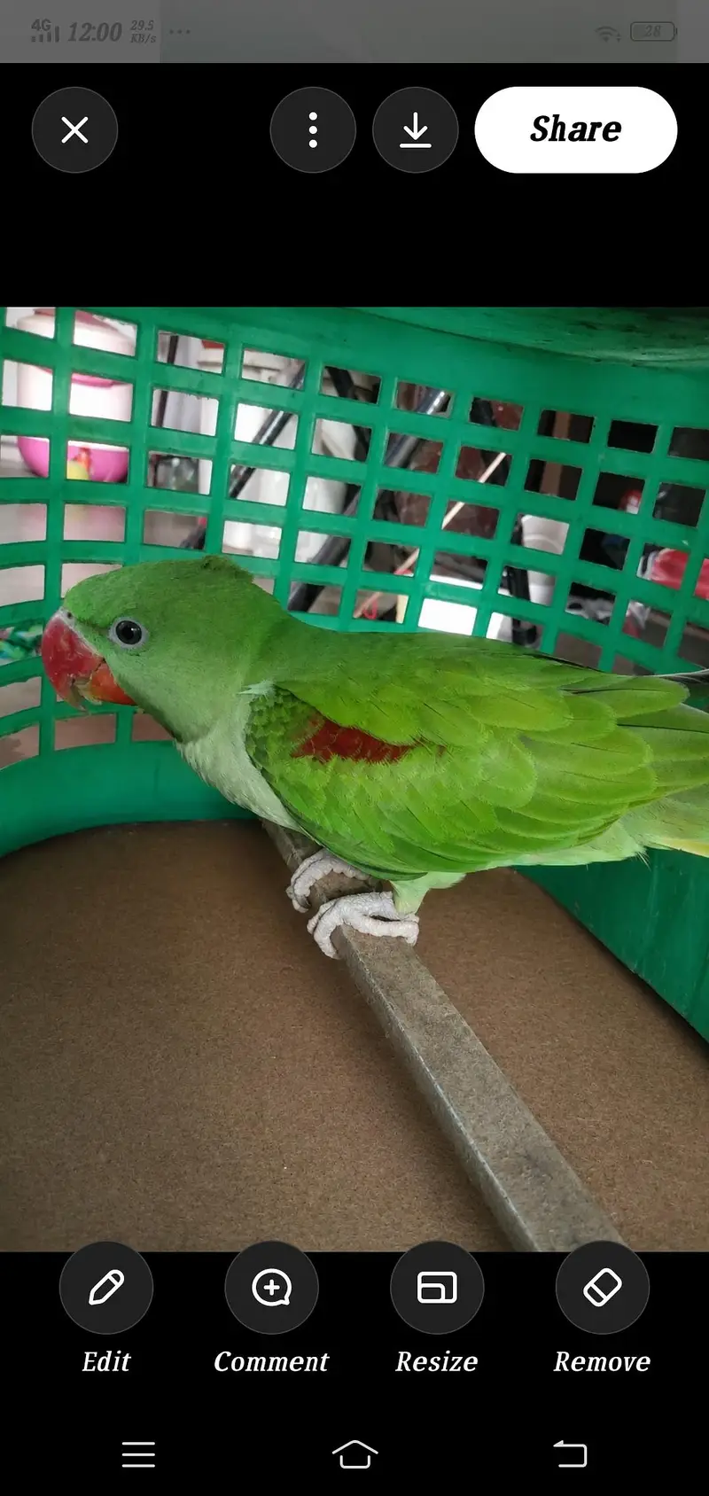Alexandrine Parrot for Sale — photo 2