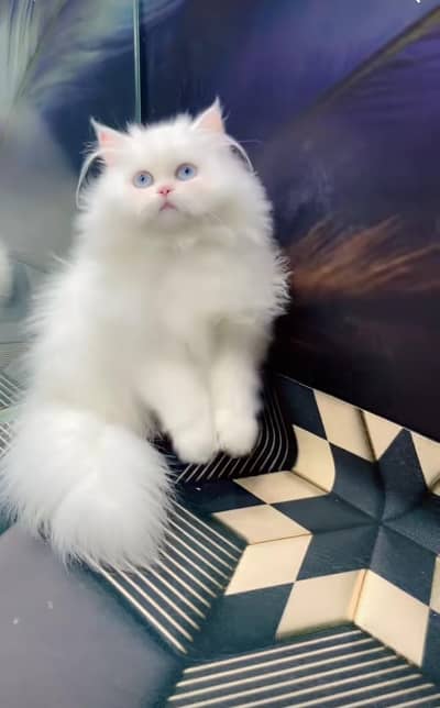 Persian kitten triple quote for sale my WhatsApp03483362563
