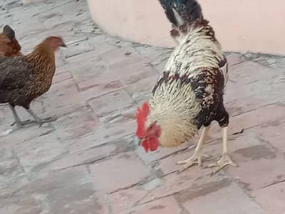 Golden misri hens ready for egg