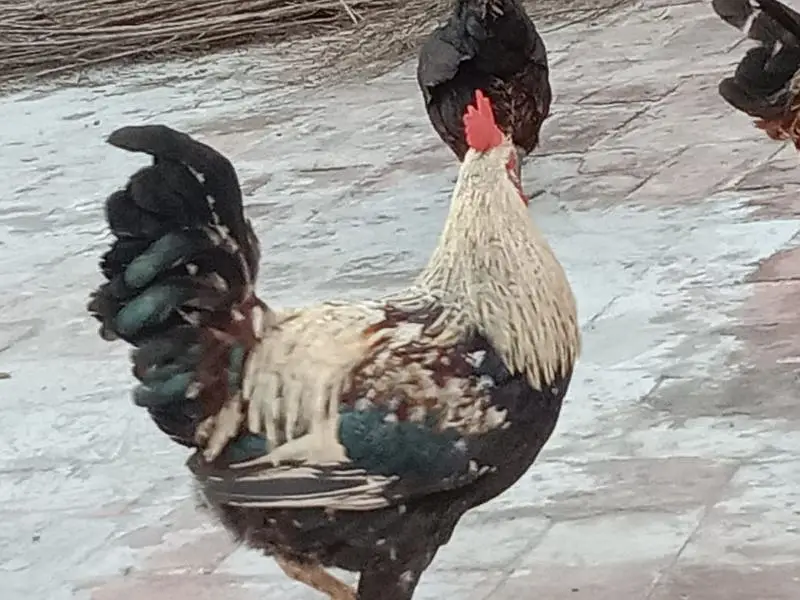 Golden misri hens ready for egg — photo 2