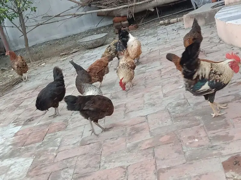 Golden misri hens ready for egg — photo 3