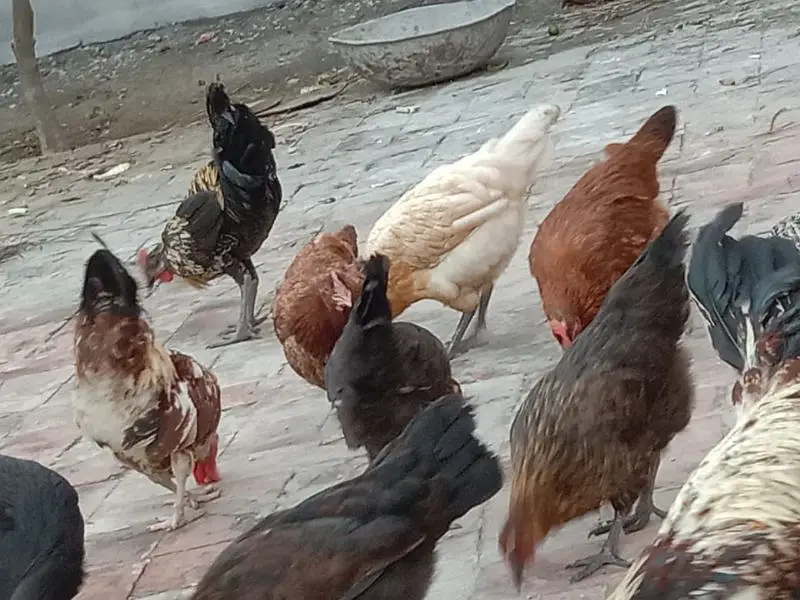 Golden misri hens ready for egg — photo 4