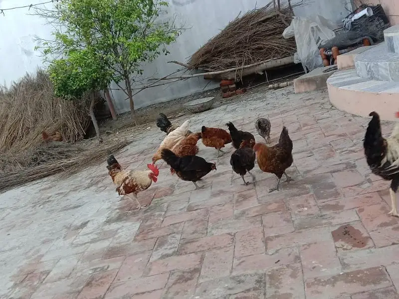 Golden misri hens ready for egg — photo 5