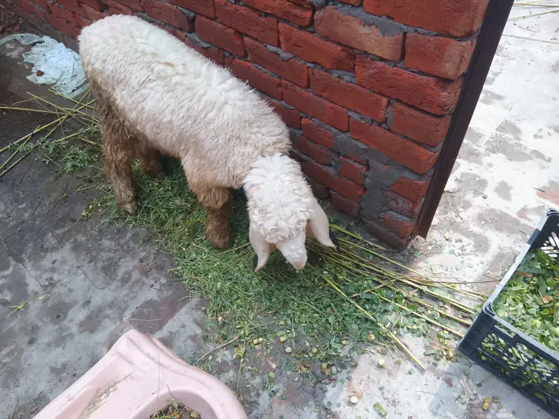 one shep is sall — photo 2