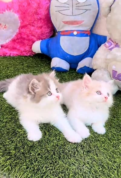 Persian kitten triple quote for sale my WhatsApp03483362563