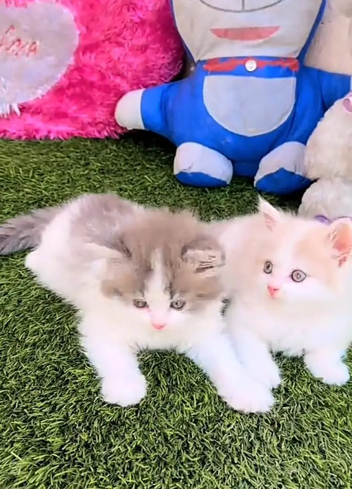 Persian kitten triple quote for sale my WhatsApp03483362563 — photo 2