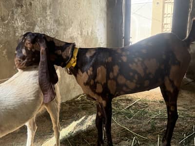 Femal bakri