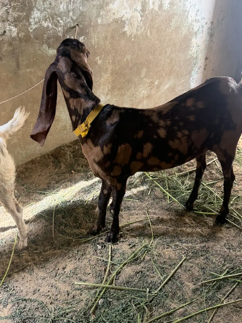 Femal bakri — photo 2