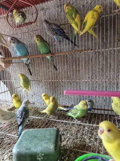 Australian budgies phattay - 2 month