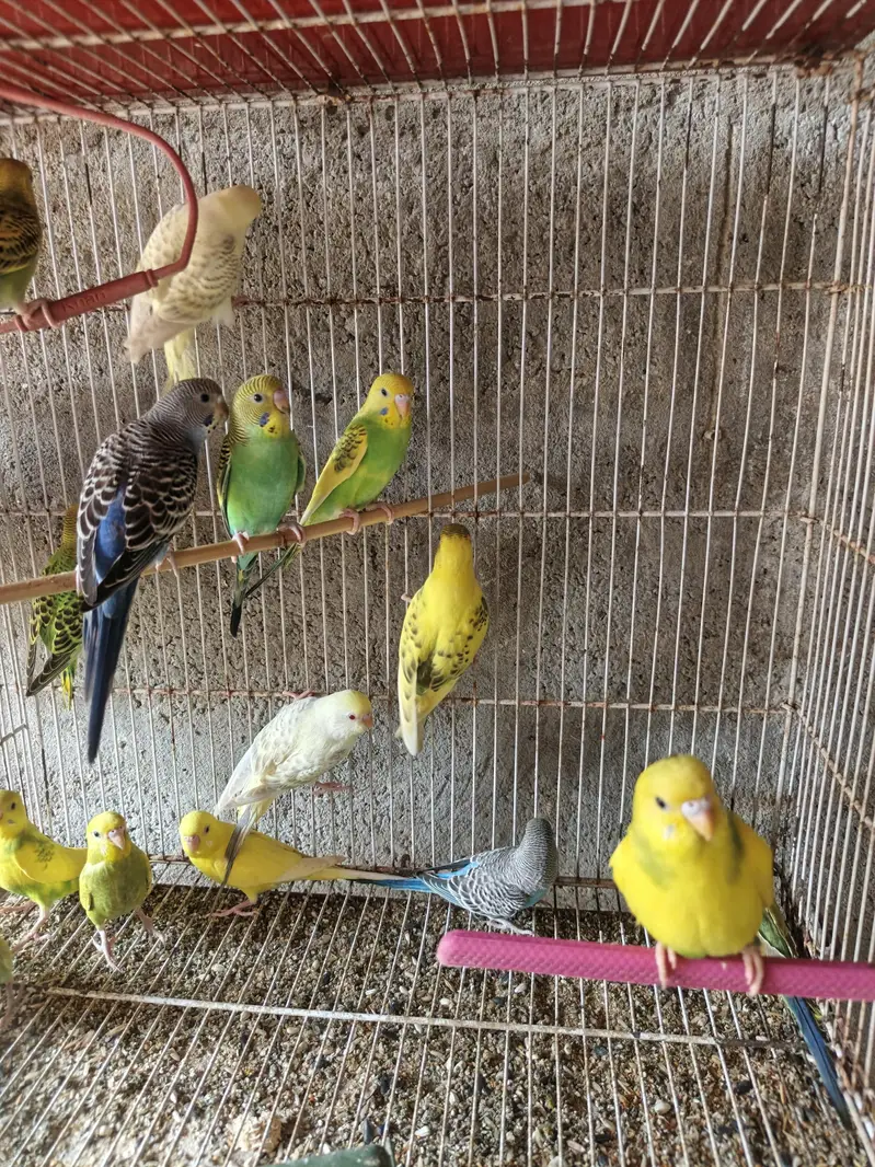Australian budgies phattay - 2 month — photo 2