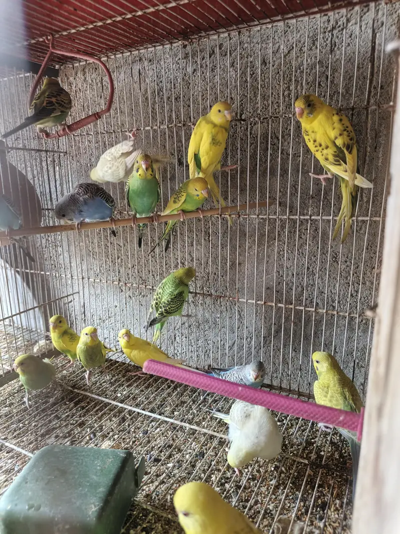 Australian budgies phattay - 2 month — photo 3